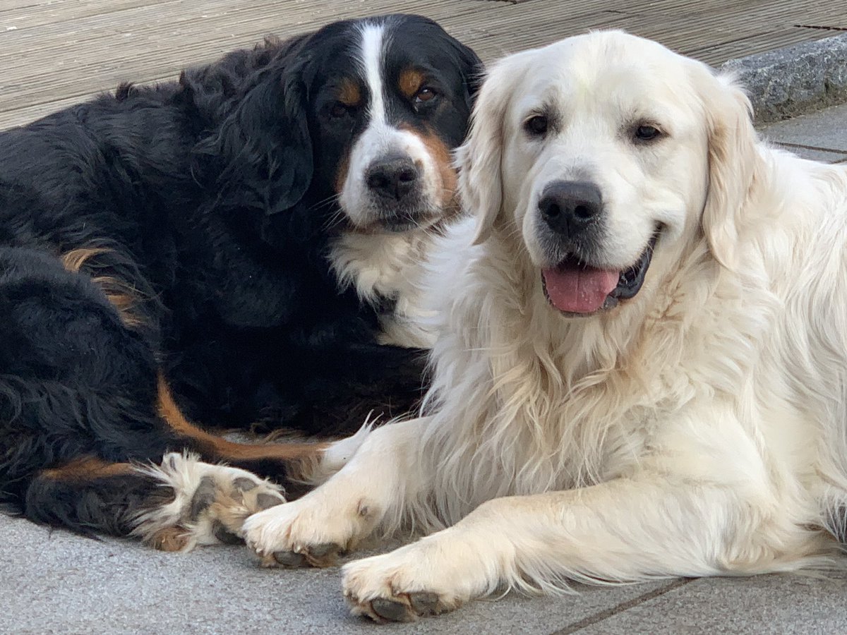 SabineRausch7's tweet photo. ♥️🐾🐾♥️🐾🐾♥️ https://t.co/cBdJgmHGsq