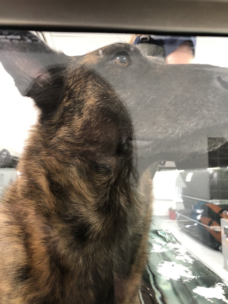 This afternoon #RPDRex helped demonstrate the water treadmill for new students at @ARUWrittle #CanineTherapyUnit 
He loved all the cuddles 🥰