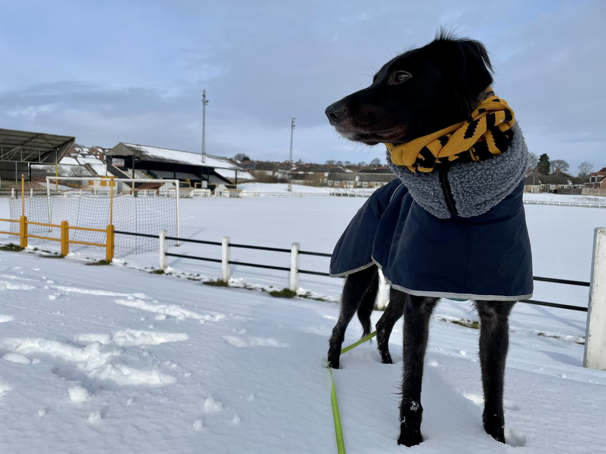 It’s a Millfield Murphy Monday Montage! <a href="/crooktown_afc/">Crook Town AFC 🖤💛</a> 
📸<a href="/MillfieldMurphy/">Millfield_Murphy</a>