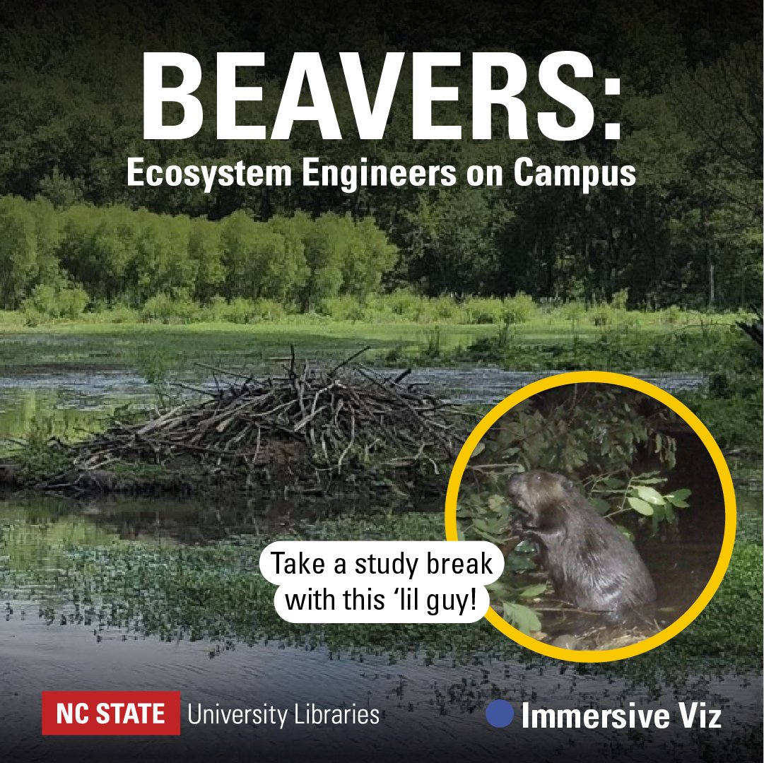 BEAVERS ON CAMPUS! Visit the Hill Library's Cyma Rubin Visualization Gallery Weds 4/24 & Thurs 4/25, 12-5pm for an exhibit from Chris Norcross, a Ph.D. student in Marine, Earth and Atmospheric Sciences, on how North American beavers affect the form and function of river systems.