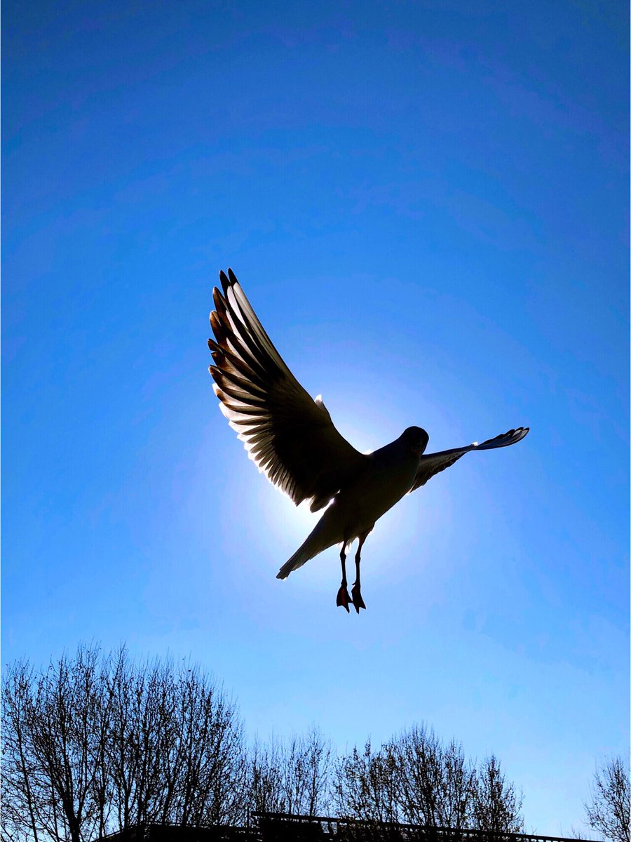 Lively_Emily_'s tweet photo. The feeding process of the seagulls is full of joy and interaction. π₯°π¦ There is a lighthearted competition for food. Sometimes, they pass food to each other,showing their camaraderie and cooperation. πππ#photography #lens #color #shootingAngle #beach #seagulls #beauty π₯°ππ https://t.co/H7U4De4xFf