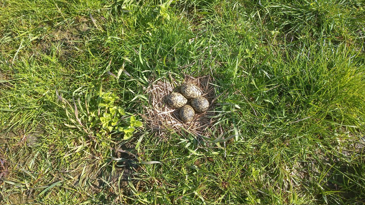 Gruttonesten in totaal verschillende vegetatie, met de kievit als buren #weidevogelbescherming @BFVW