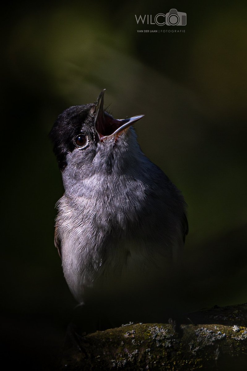 Veel vogels komen vanuit het zuiden terug naar het groninger land. Ook de #Zwartkop is weer gearriveerd in 't #Roegwold