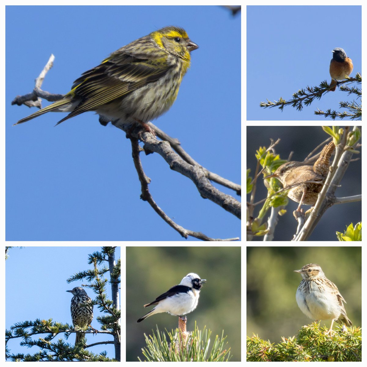 Spil Dağı
100. Türü geçmiş oldum.

📸 #Canon Eos r7 - Rf600 F11
#birdwatching
#wildlife
#hangitür