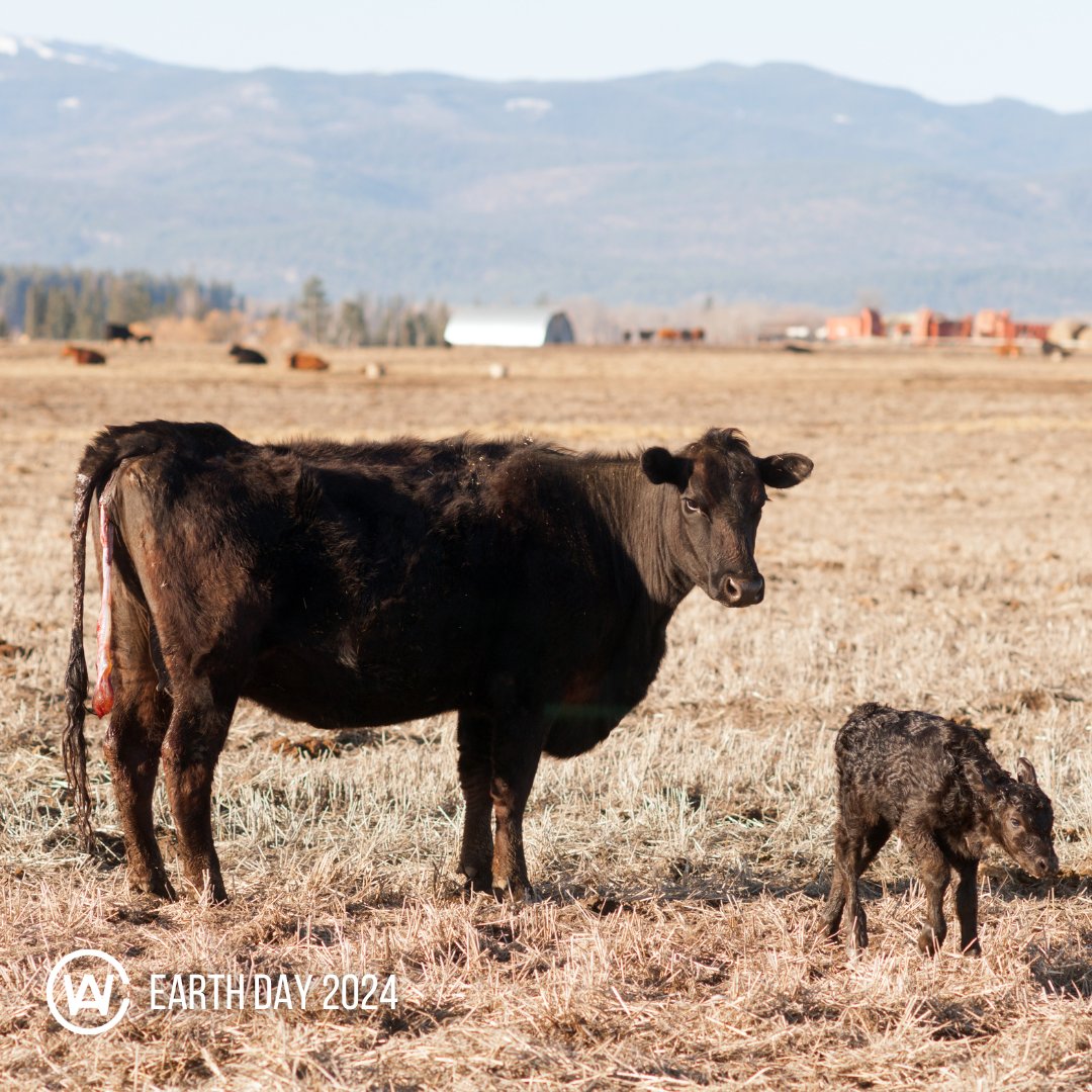 Ranchers & farmers are the caretakers of our Earth. The importance of the Ag industry is indescribable because without them, we have no food. Happy Earth Day! Today, we celebrate and express our gratitude to all the ranchers & farmers. #EarthDay2024 #AgIndustry #FeedingTheWorld