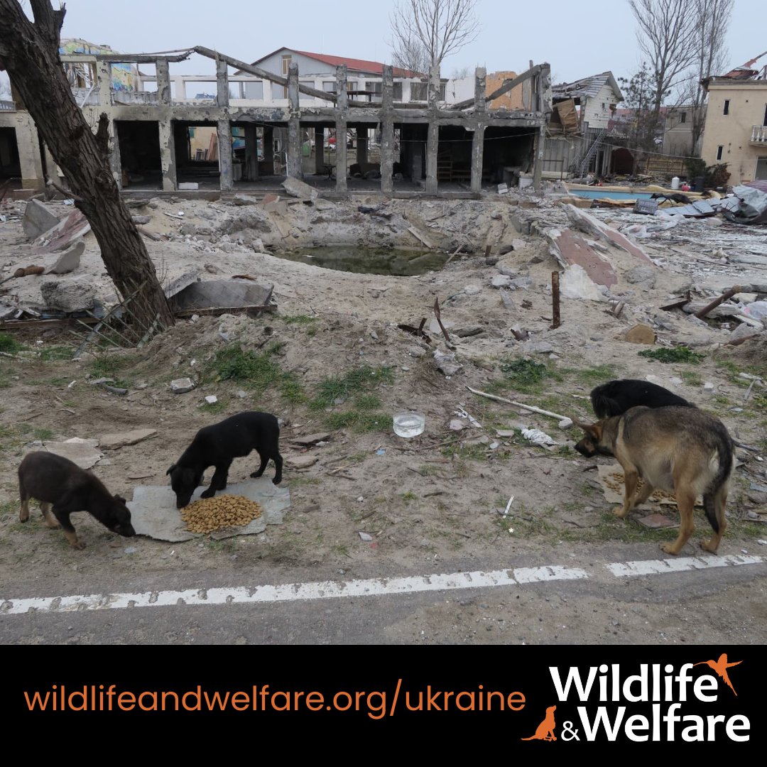 Rushing emergency food and medical supplies to animal victims of war.

Thank you for being a friend to animals in their darkest hour of need > wildlifeandwelfare.org/donate

#UkraineWar #StandWithUkraine #SupportUkraine #UkraineAnimals #WarAnimals #AnimalsInConflict #SupportAnimals