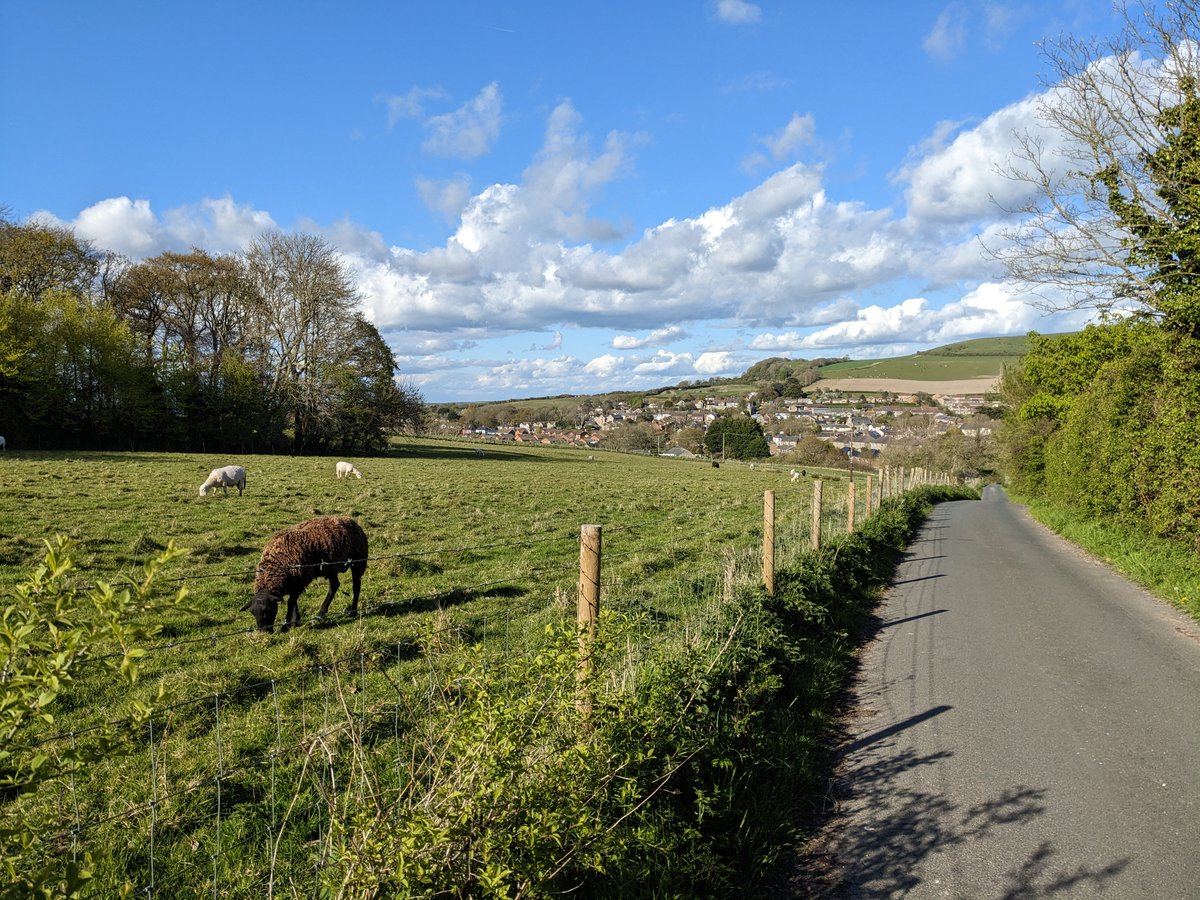 shanklinholiday's tweet photo. Sheep munching in the fields at Appuldurcombe 🐑
#wroxall #appuldurcombe #isleofwight #isleofwightphotography #countryside #sheep #farmland #fields #nature #ukwalking #ukrunning #runningpics #walkingholiday #footpaths #ukbreaks https://t.co/cmmi5iwjST