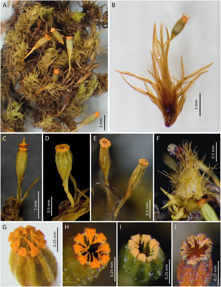 Our new paper “One more word on Patagonian Ulota macrodontia: Ulota brachypoda sp. nov. (Orthotrichaceae, Bryophyta)” is just published. Another five cents to the diversity of our pet family!! @SEBriologia @BBSbryology @IAB_Bryology @NikoMatanov #bryopride #taxonomy #bryophytes