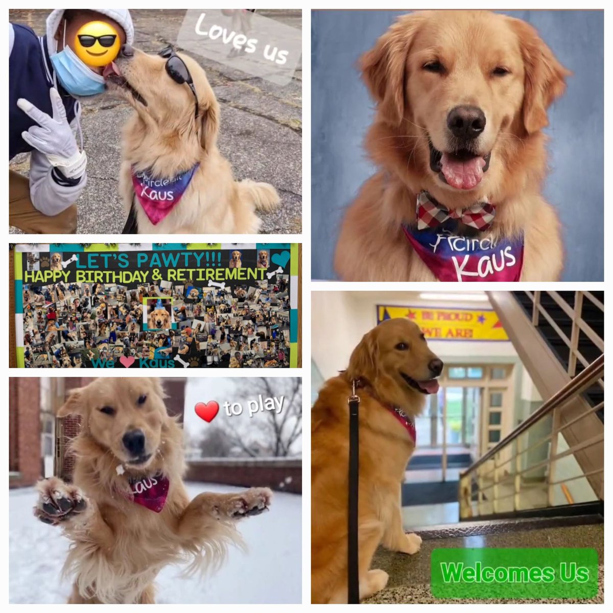 psc_gad's tweet photo. @Reds This May, @LCNNWildcats school therapy dog, Kaus, is retiring . He'd ❤️ to be an honorary Red at the May 22nd #RedsBarkInThePark! @hickslcnn @MsBenaLCNN @HamiltonCoESC https://t.co/pNhBDpNeGF