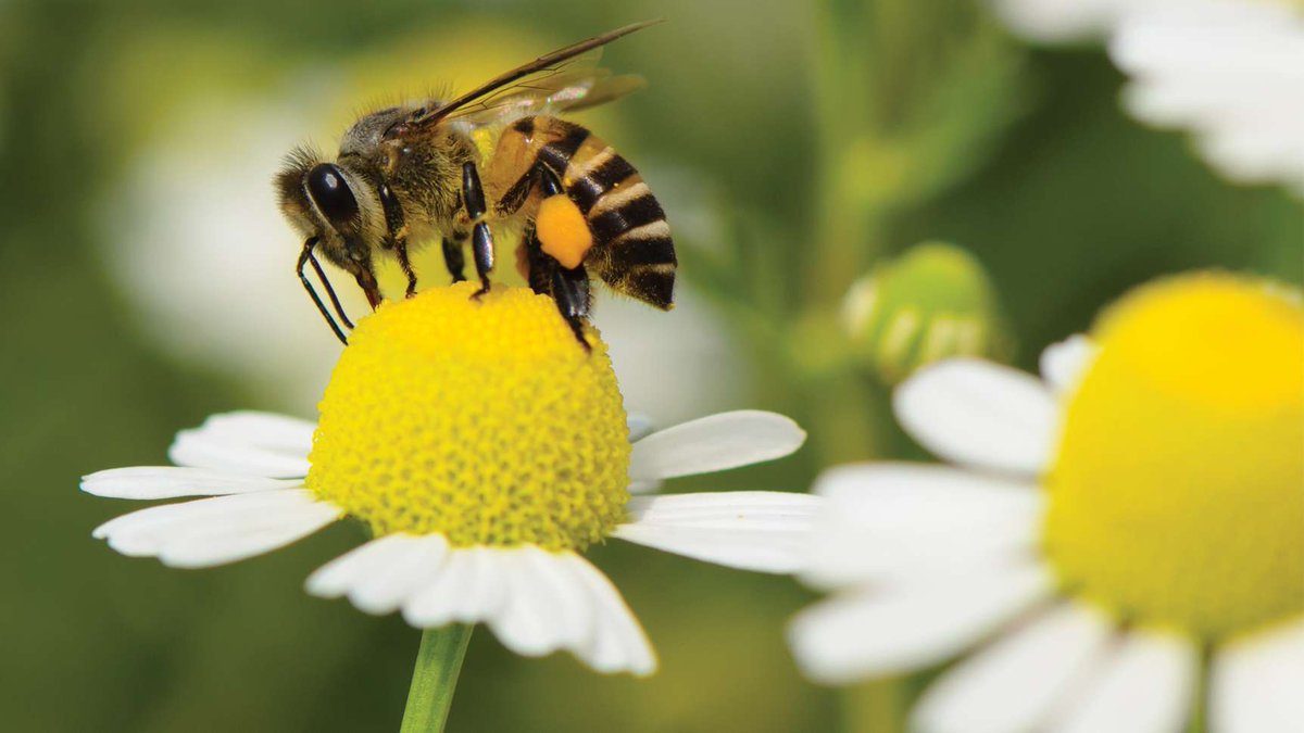 Blue Ridge Community College tweet media