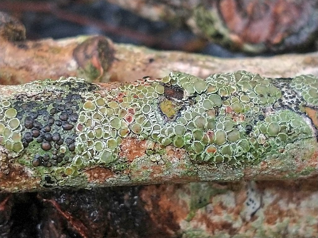 It's crusty and green around the hole with occasional spots, not a medical diagnosis but an awesome stick of #lichen #lichenology #fungi #macro #MondayMorning #nature #wildlife