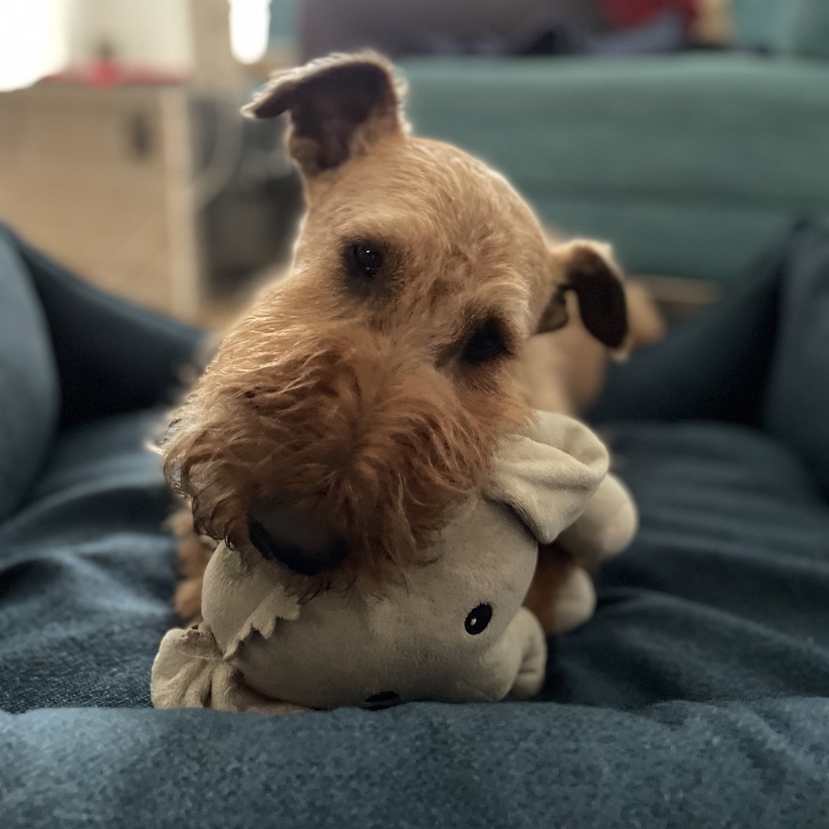 Once you are back home it is very important to tell your fren everything about your holidays in the Countryside SPA 🐾☺️ #dogsoftwitter @dog_feelings @dog_rates #IrishTerrier