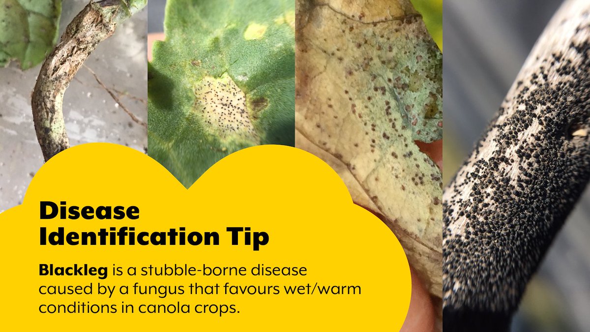 Despite the widespread use of resistant canola cultivars, blackleg continues to occur in Western Canada, with variable severity depending on the region and year. This SaskCanola funded research project aimed to evaluate the potential of several new products for seed treatment…