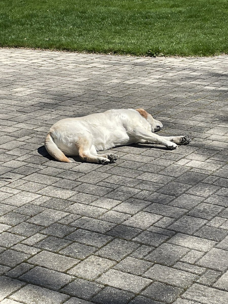 Happy Monday friends 🥰. I’m sun 🌞 puddling while I can 😉.
#dogsoftwitter