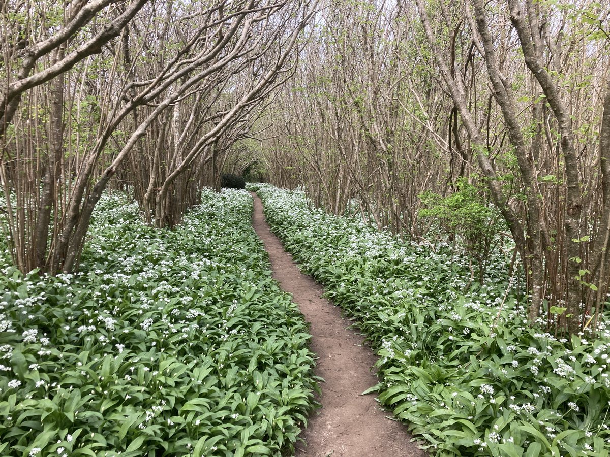 The Wild Garlic is looking stunning in the wood by Old Harry, Studland at the moment