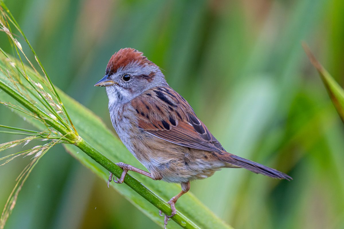 Swamp sparrow.