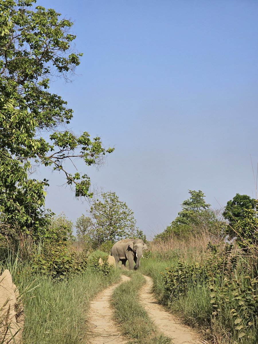 Tusker 🐘 

Join me on private safaris for Dudhwa Tiger Reserve #SafariwithSalman 

#Elephant #nature #wildlife #wildlifephotography