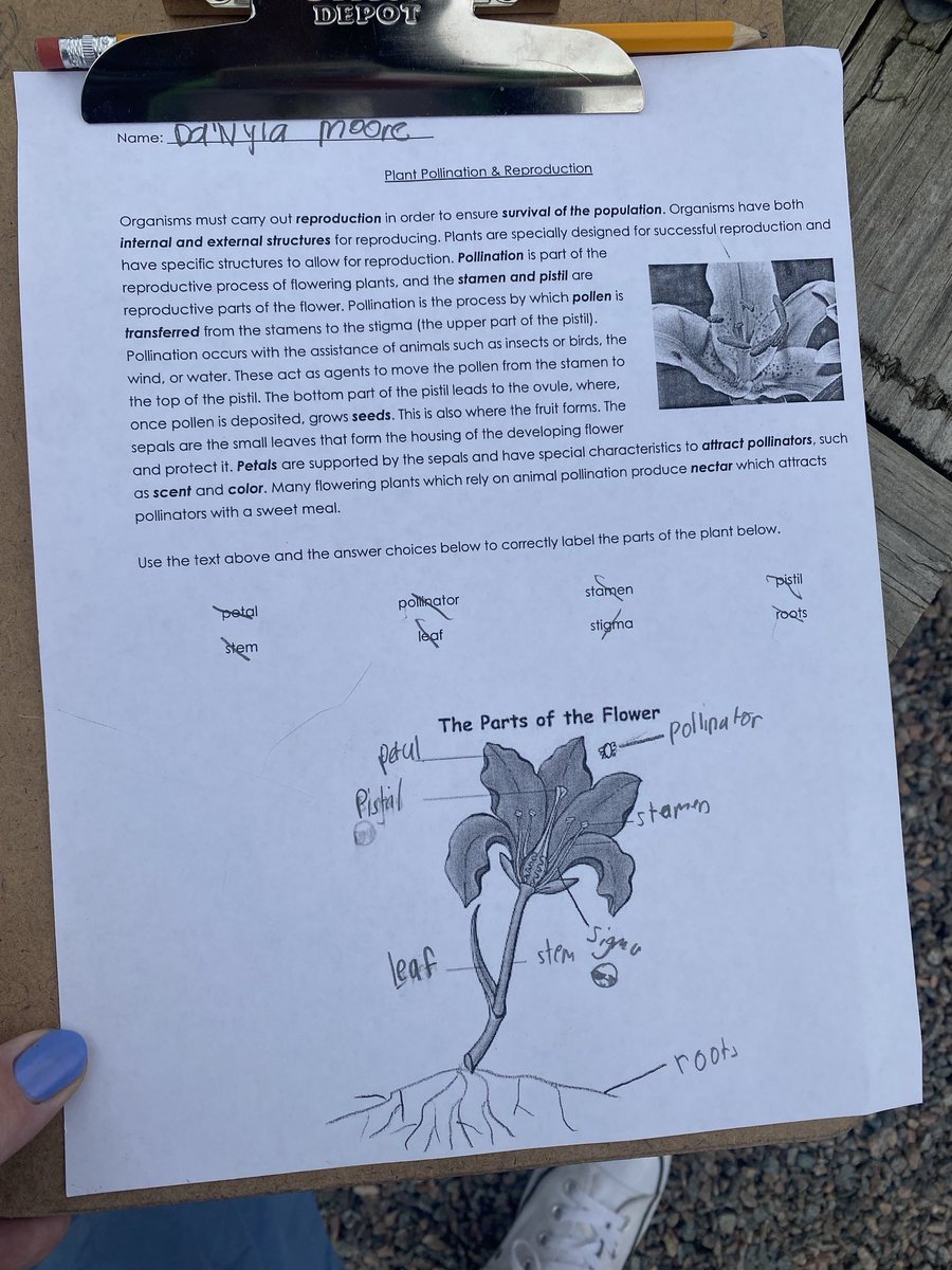 Celebrating Earth Day with 5th Grade with planting cucumber and nasturtium seeds while reviewing plant parts #EveryDayEarthDay 🌎💚💙♻️ #communitygardenseatack🌱 @SeatackDream @vbschools