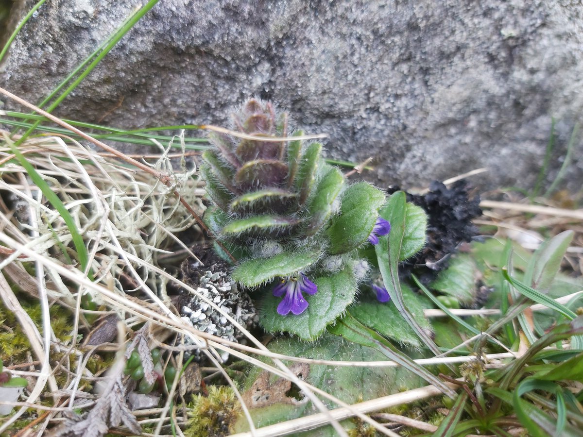 Very exciting news- Pyramidal Bugle (Ajuga pyramidalis), new for the Isle of Mull! I found a few plants whilst out scrambling/ climbing / exploring a couple of days ago, went back the next day and found over 100 plants in two separate areas!