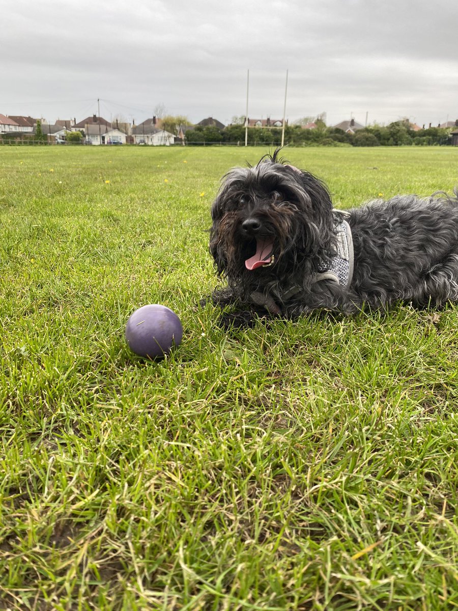 LisaYoung4Boys's tweet photo. When a ball is your life 🐶. #Angus #Macey #ChaseTheBall #Run #Run #Run https://t.co/d1sly6bUNn
