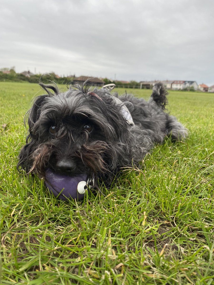 LisaYoung4Boys's tweet photo. When a ball is your life 🐶. #Angus #Macey #ChaseTheBall #Run #Run #Run https://t.co/d1sly6bUNn