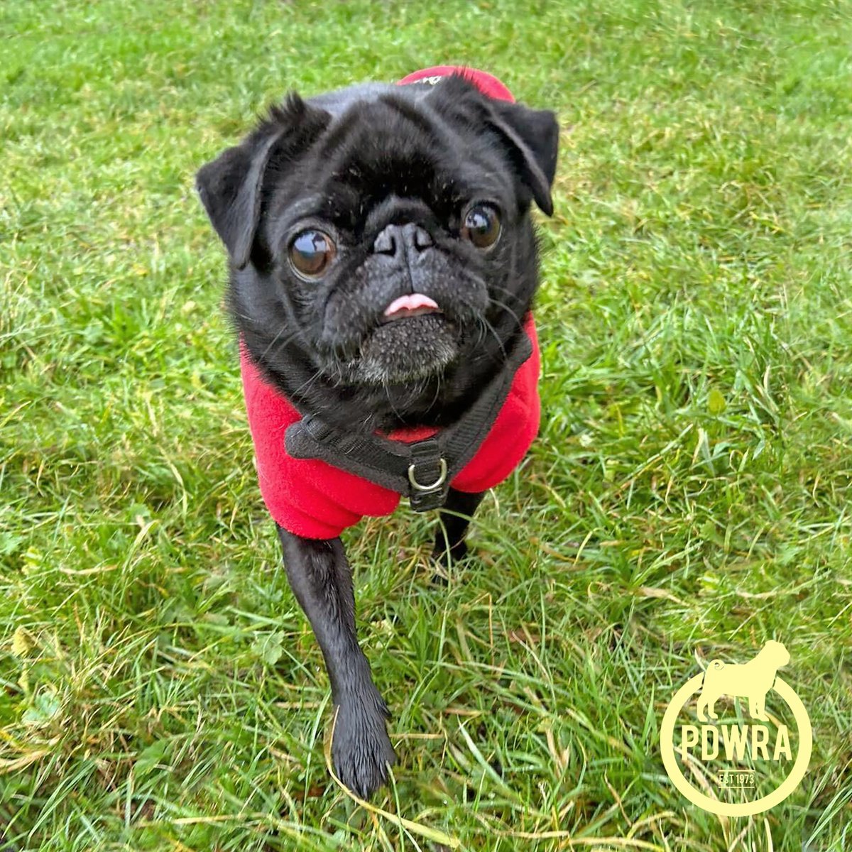 In case you missed last week’s newsletter, this is Reggie, who due to some mobility issues is one of our long-term fosters. Reggie has been a big hit helping out in the local community -
ecs.page.link/tNFnT 
#pdwra #pugcharity #pugwelfare #friendsofwelfare #foreverhome #pug