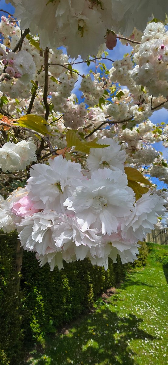 Oh I do love the cherry blossom 🌸 on a blue sky day 😊#spring #cherry #blossom #cherryblossom 🌸💙🌸🩷🌸