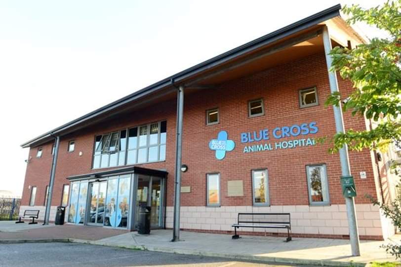 HMSWizardFS1's tweet photo. Hazel, the vet, and her colleague Jon from the Blue Cross joined us in the nursery on Friday. @DeltaStrand @PieCorbett @Talk4Writing @HMSWizardFS1 #TheBlueCross #Community https://t.co/It10jkiOFI