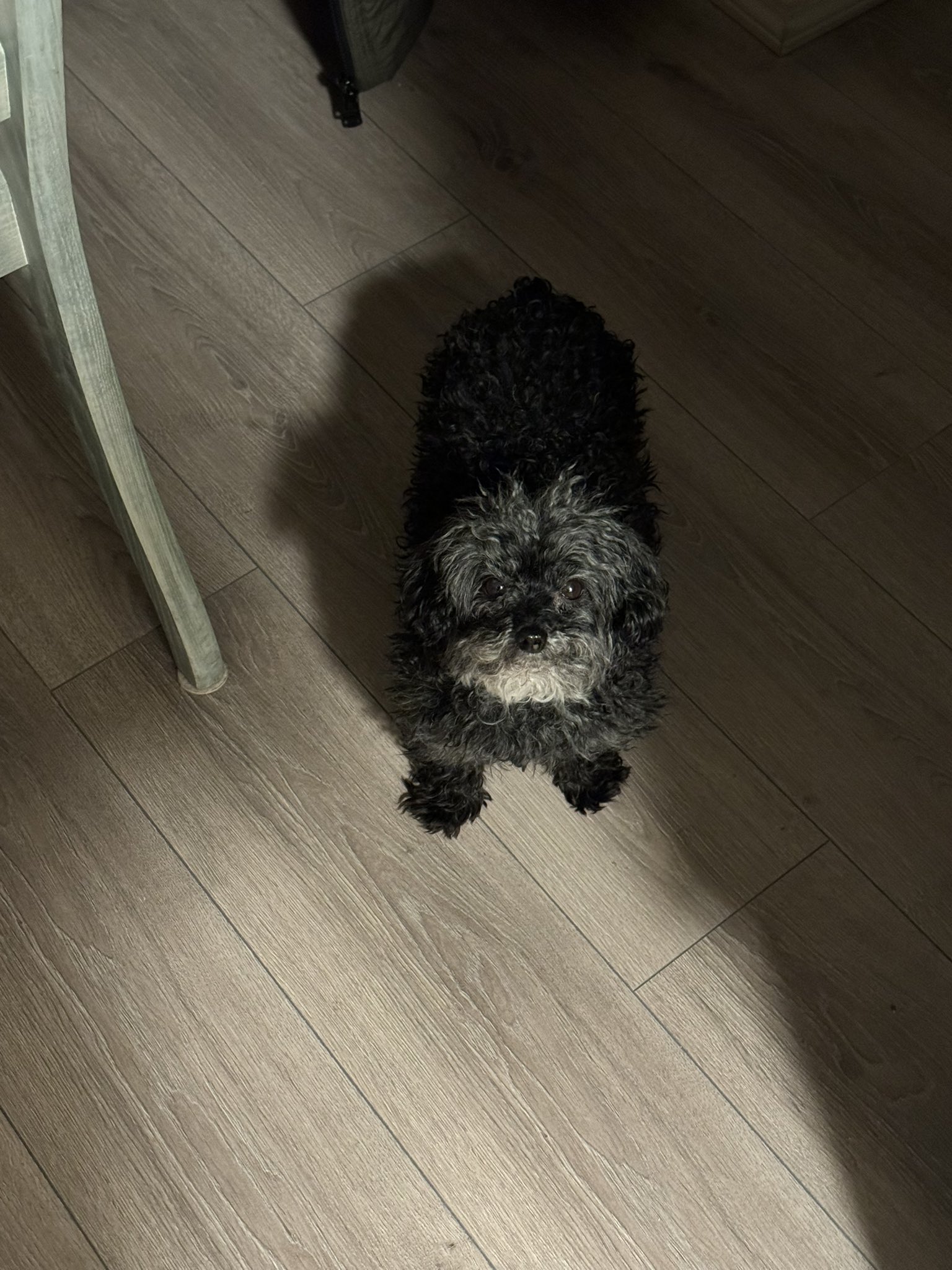 Little potato dog online
