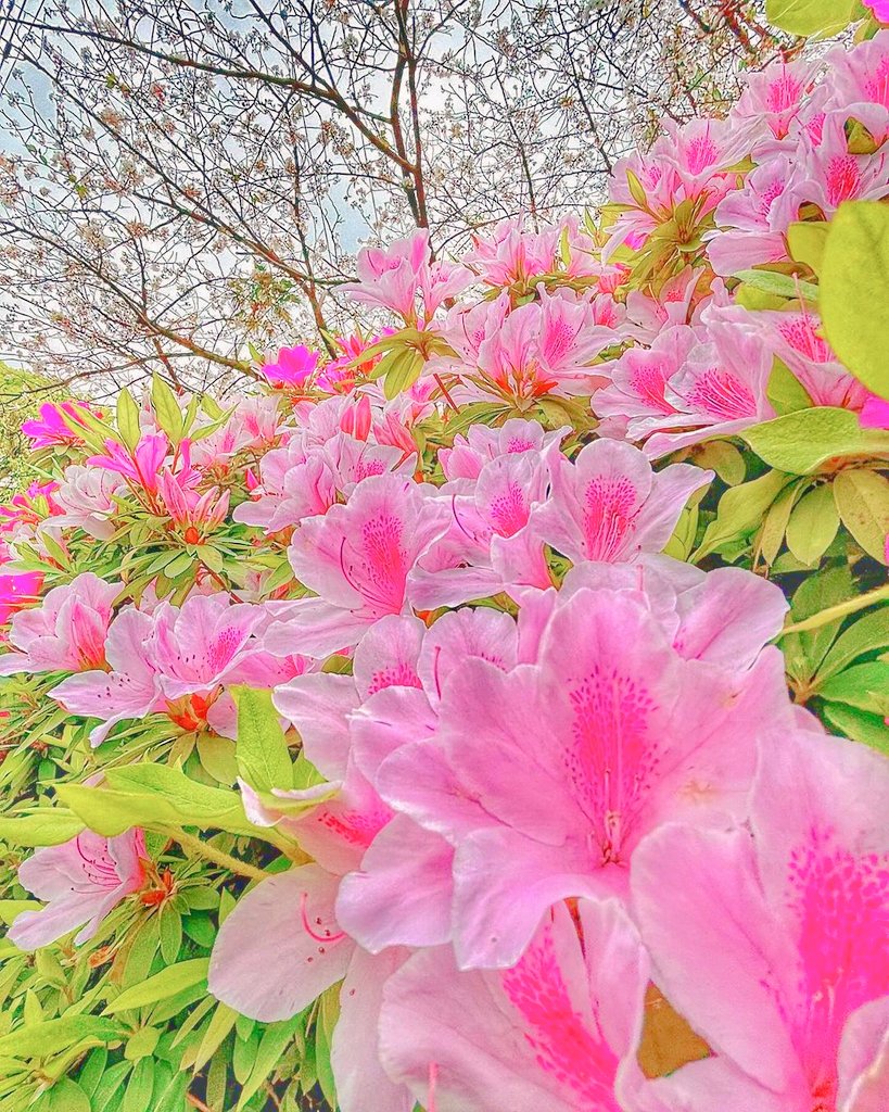 Gorgeous🍃🌸🍃 #MondayMood #flowersphoto #flowerphotography #FLOWER #FlowersOfTwitter #Gorgeous #NaturePhotography #nature #photooftheday #photography