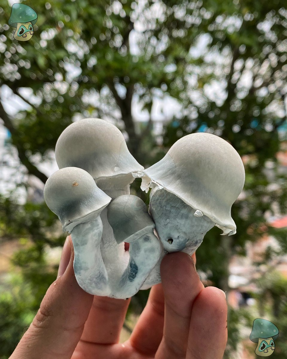 Psilocibe Cubensis 
Variedad Nutcracker
🍄‍🟫

#hongosmedicinales #bienestarnatural #saludholistica