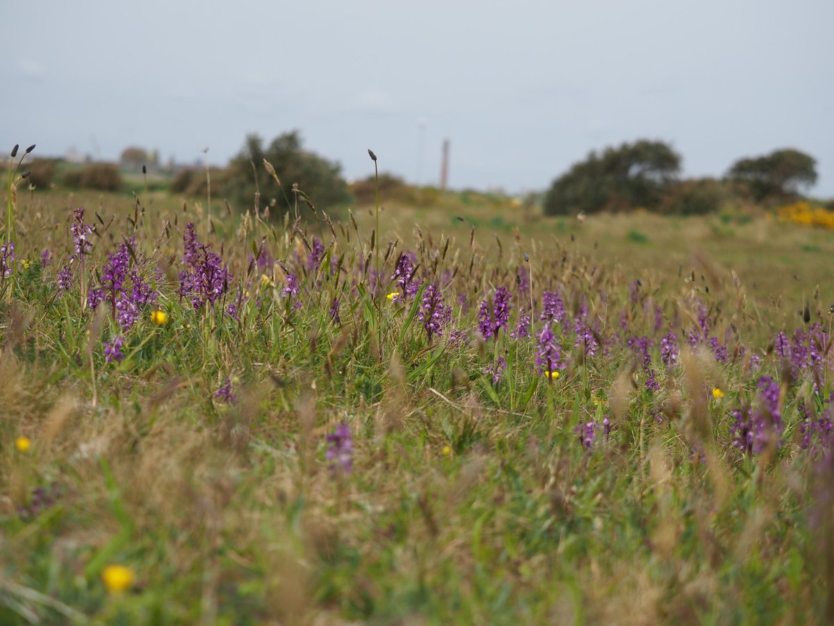 Wonderful display of Green-winged Orchids Anacamptis morio on Hayling Island, Hampshire today: certainly a few thousand. @ukorchids @BSBIbotany @Hants_BIC