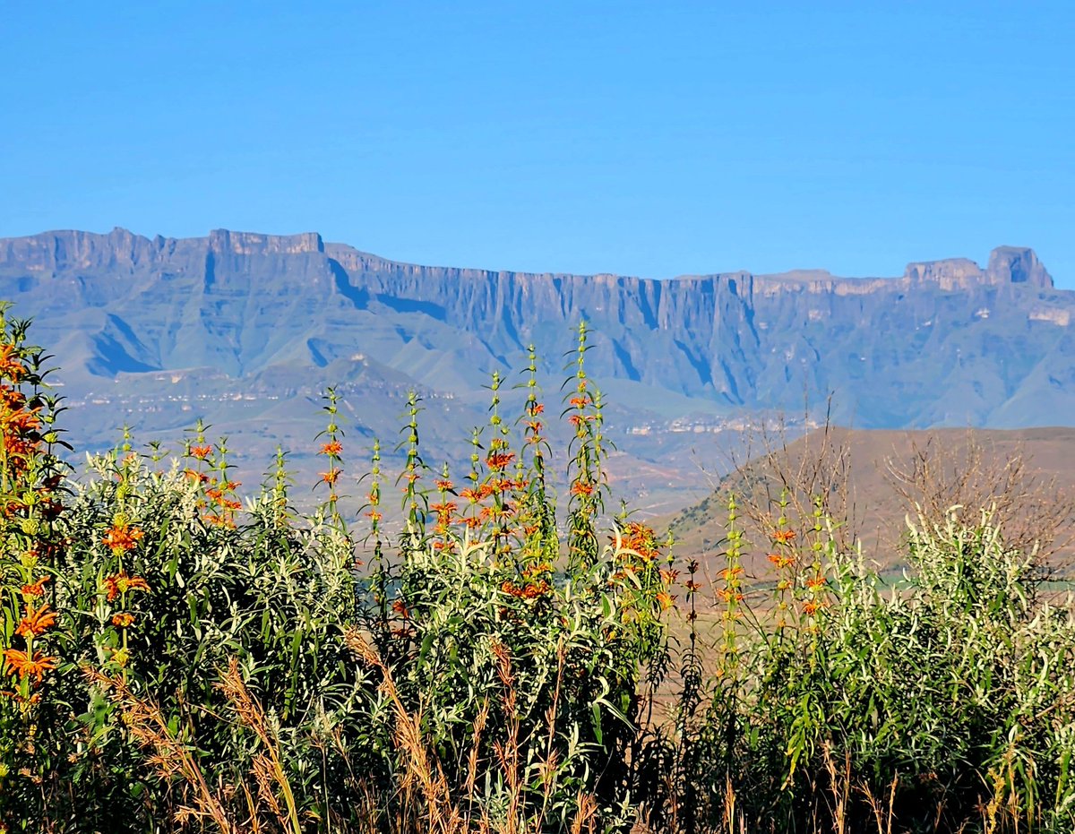 berghouse's tweet photo. The magnificent Amphitheater mountain, Northern Drakensberg,  South Africa 
https://t.co/vKpEFMY0fw 
.
.
.
#travel #visitsouthafrica #Amphitheatermountainviews #royalnatalnationalpark https://t.co/adgPIvPDjs
