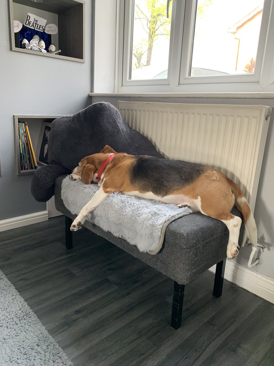 ListersOnion's tweet photo. #NationalBeagleDay nah not moving today…unless treats are involved https://t.co/Xze52R7liK