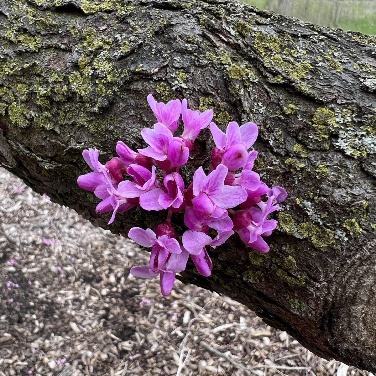 Happy Earth Day! Stop to smell the flowers. 🌸 Redbud (cercis canadensis)
