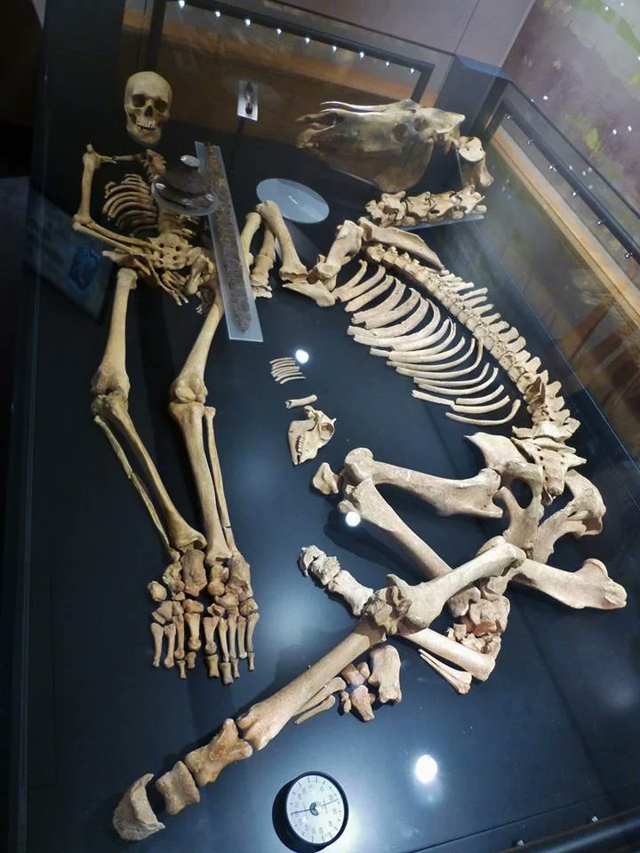 The  skeletal remains of an Anglo-Saxon warrior and his horse that were  found in 1997 at RAF Lakenheath,Suffolk,England (Mildenhall Museum). The  warrior is thought to have died in about 500 AD and the find included a  bridle,sword and shield.