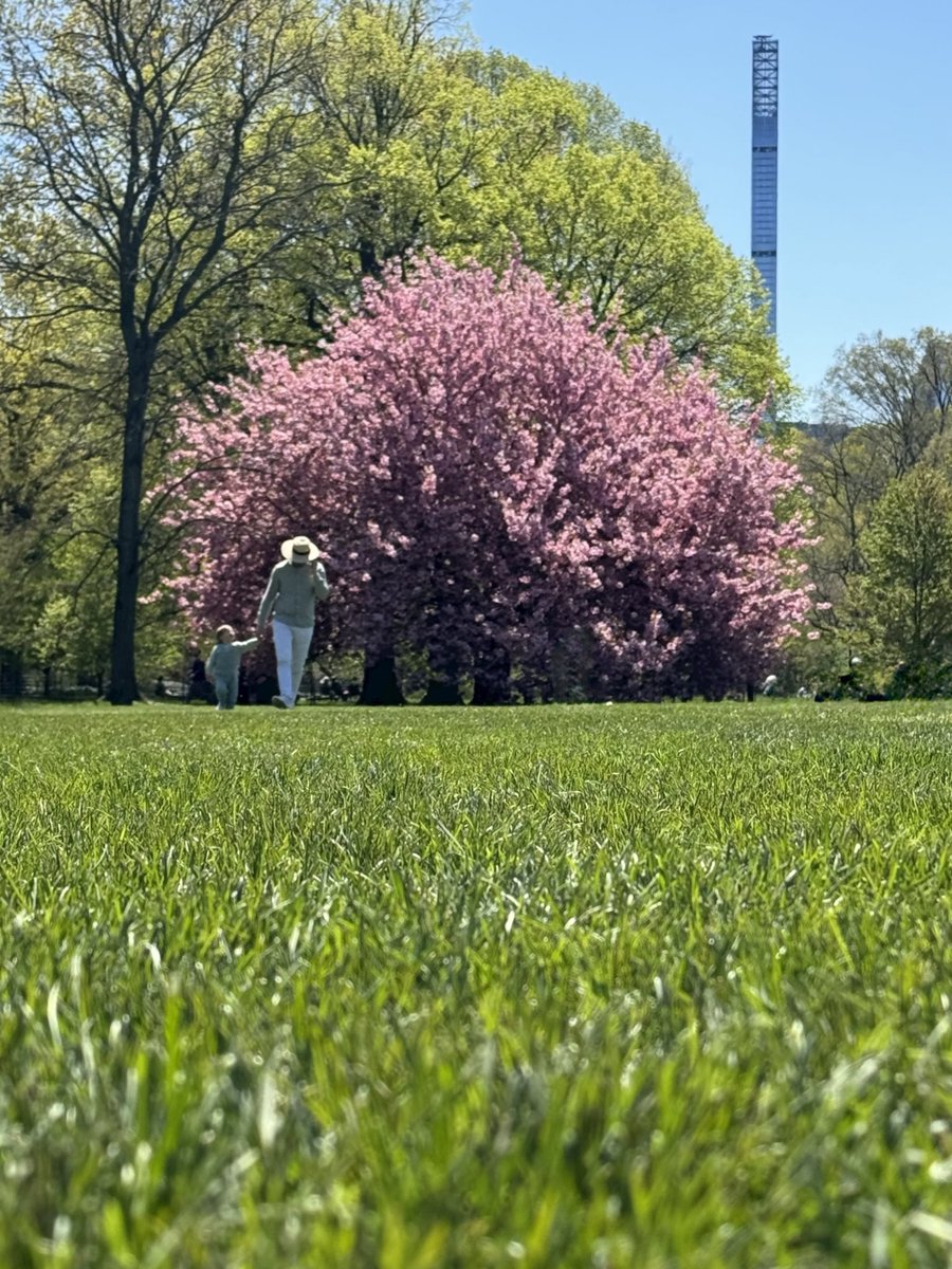 🌳🌸 Happy Earth day 
from The Great Lawn
 #CentralPark #nyc 
#ny1pic #photograghy 
#EarthDay2024