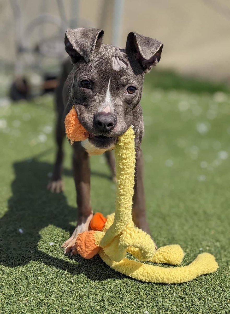 Melville's radar ears are scanning for signs of a family - a cute pup like this shouldn't have to wait long to find a home! He is a happy young boy with lots of love to give. Melville likes cuddles, treats, playtime & socializing with other dogs. tinyurl.com/meetacitydog #adoptme