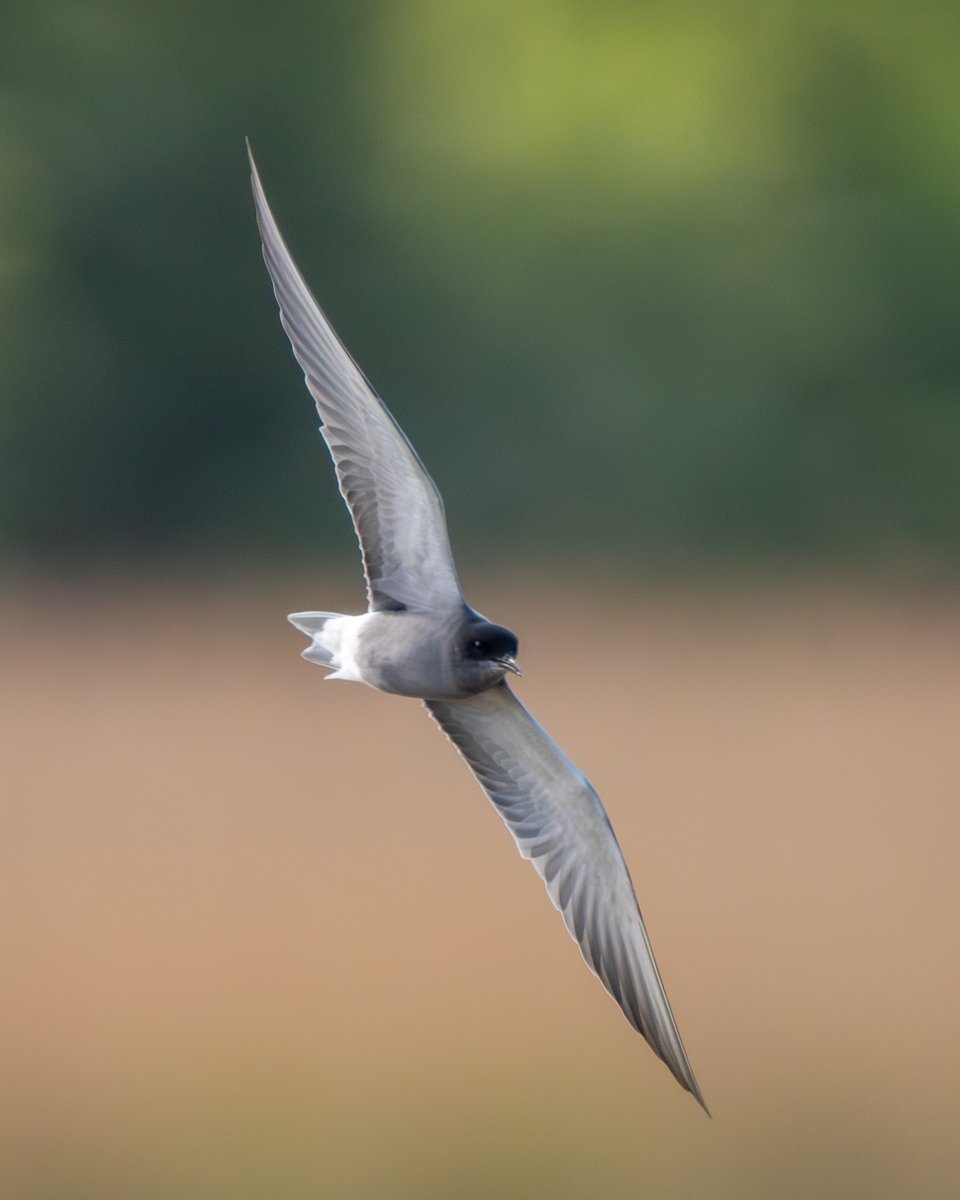 Cracking day @RSPBFrampton last Friday. After a long Red-breasted Goose chase round the reserve, finally found it just over the sea wall. Little Gull, Black Tern, BW Stilt and Lesser Yellowlegs were the other stars of the marsh.