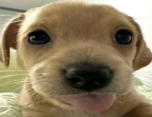 cachorro (@cachorrocore) on Twitter photo 