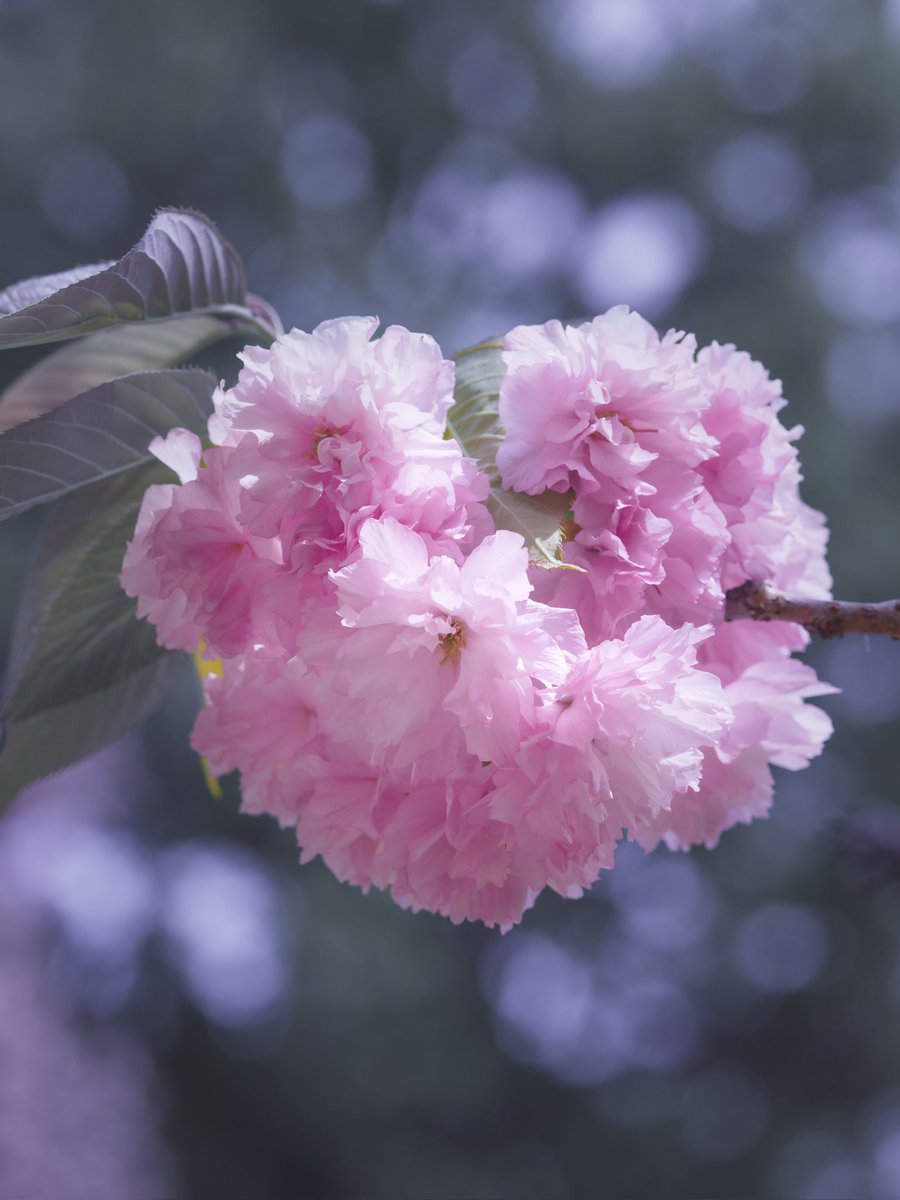 関山 カンザンが咲いていました。里桜の一種です。奈良時代から伝わる日本古来の品種で花が丸く集まって手鞠が吊られているように咲きます。別名、食べられる桜。関山の花の塩漬けは桜湯などに使われます。 花言葉は、豊かな教養。