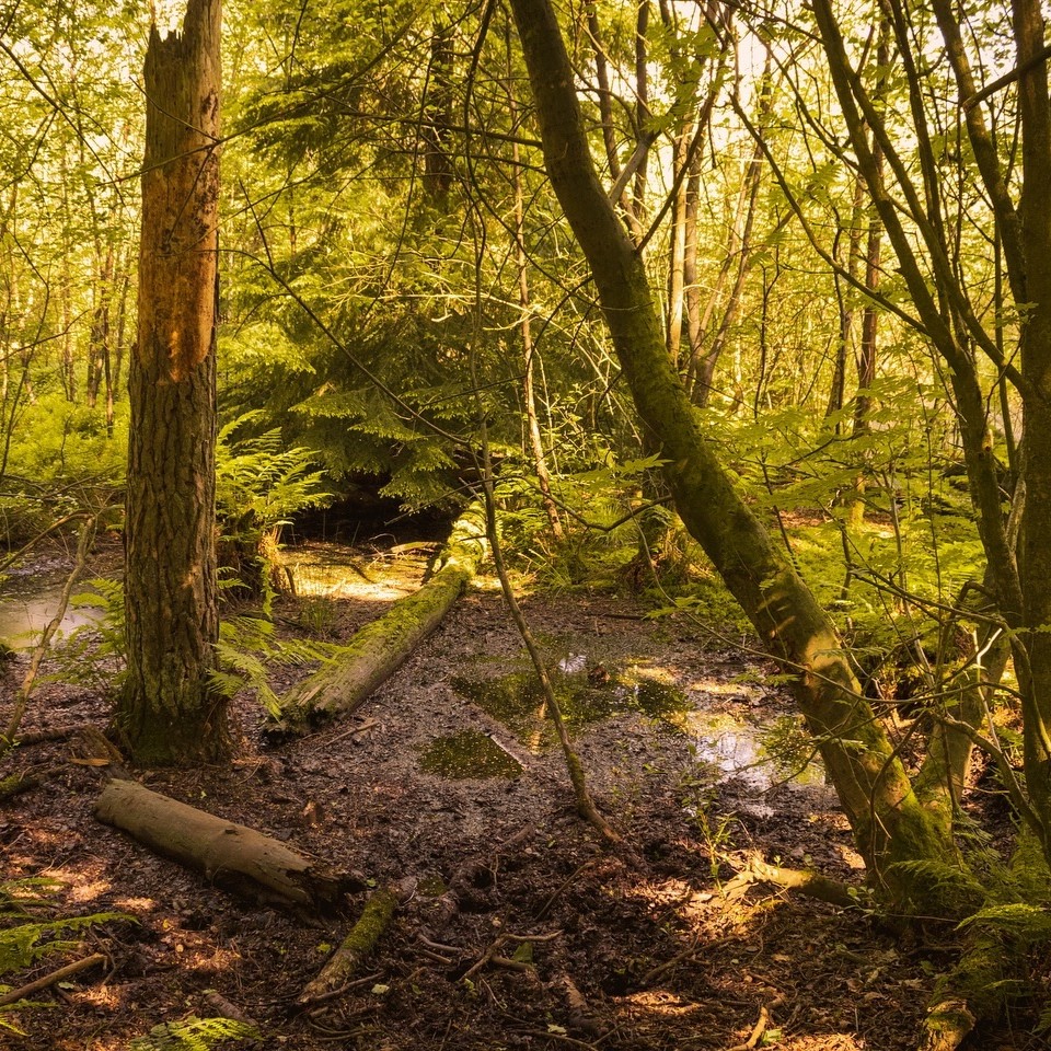 Happy Earth Day 🌎 We are proud to plan, plant, and protect England's forests and share the important role they play in environmental conservation 🌳 Find out how we're growing the future 👉 forestryeng.land/growing-the-fu… 📷 Chloe Turner