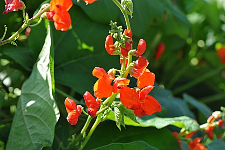 この花はご存知ですか？ ベニバナインゲンです。。。 晩夏の頃、中部地方などの山間部の集落を訪れると、鮮やかな花をよく見かけます…(^^)v 「花豆」と呼ばれる大きな豆が出来、煮物などはなかなか美味です…🥰😋 #野菜の花