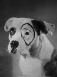 CheerDadTim's tweet photo. @harrylitman you ok, man?  You’re looking like Pete from Little Rascals. @DeadlineWH https://t.co/IbdiR0EtVQ