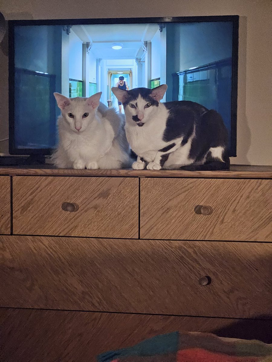 Don't watch that. Watch us. 😹 #CatsOfTwitter #meezer