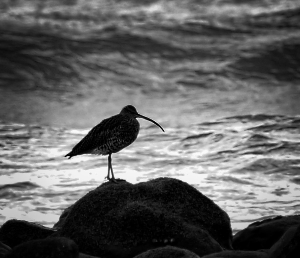 A distant Curlew. Llantwit major beach 🏴󠁧󠁢󠁷󠁬󠁳󠁿 #Twitternaturecommunity #TwitterNaturePhotography #birding #birdwatching #WorldCurlewDay #NatureTherapy