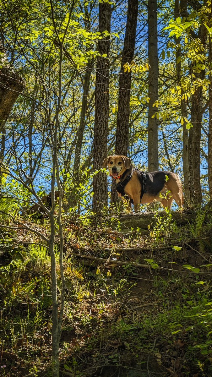 I recommend you open your ♥ to a pet. No matter what, joy you gain by giving them the best life is worth it!

Show me your pet you love at their happiest. #petlovers #AnimalLovers #AnimalsLover