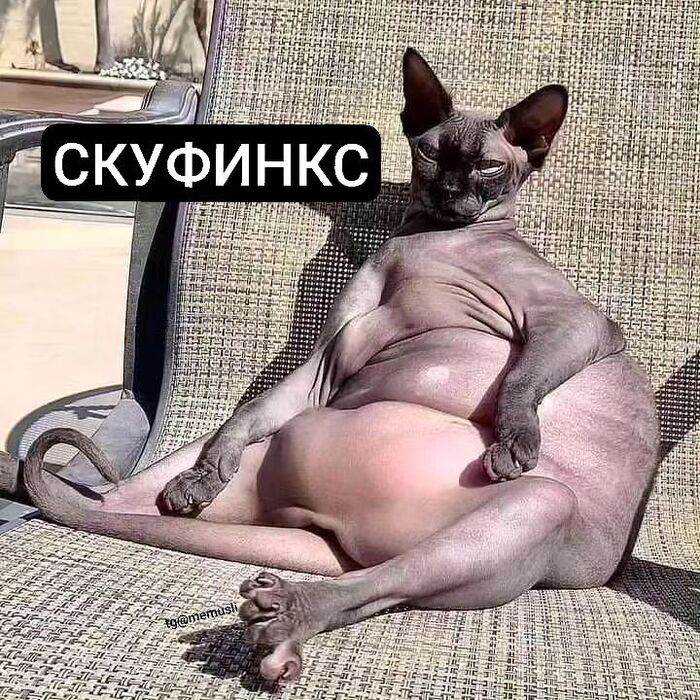 Заумный поварюга 🍳🍳🍳 (@abstruse_cook) on Twitter photo 2024-04-22 20:41:43