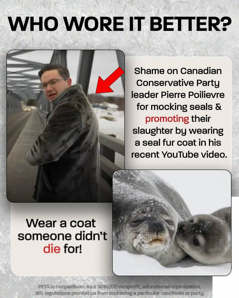 #PierrePoilievre doesn't have a platform but he's got plenty of slogans including #SealTheDeal, where he committed to EXPANDING the brutal commercial #SealHunt in #Canada if elected. The vast majority of Canadians want this slaughter of baby seals to end #NeverPoilievre @cdnpoli