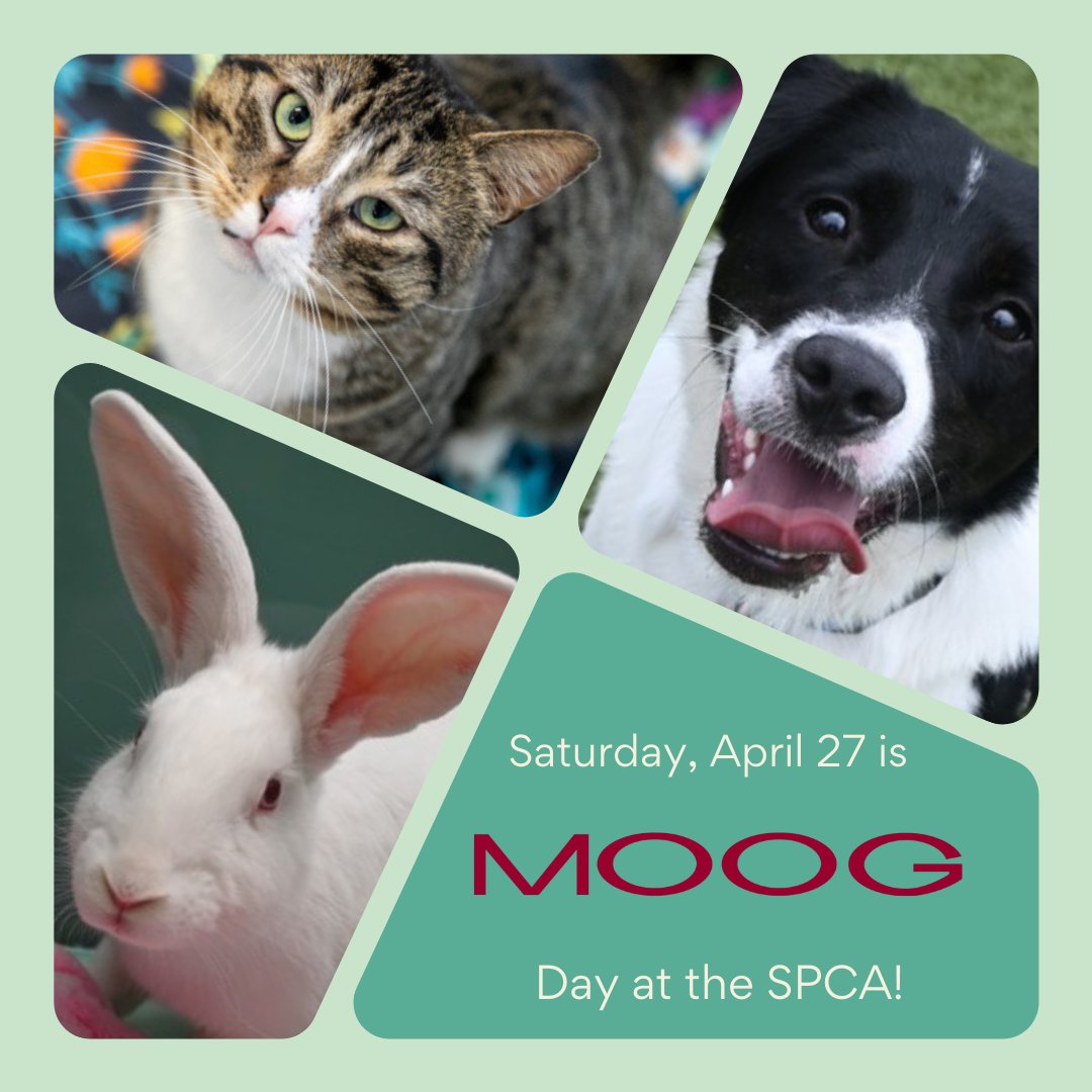 Meet our wonderful friends from Moog at the SPCA this Saturday from 11 a.m. to 5 p.m.! They're generously sponsoring 1/2 adoptions for our amazing pets who are a year and older who are waiting for loving homes. We're incredibly grateful to Moog for their partnership and support!